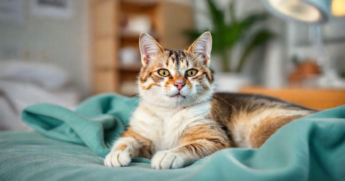 A Importância da Castração para Gatos: Benefícios e Cuidados