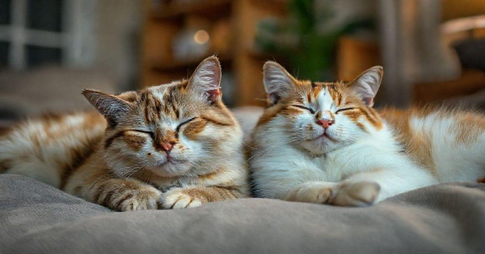 Benefícios da Castração em Gatos para a Saúde Felina