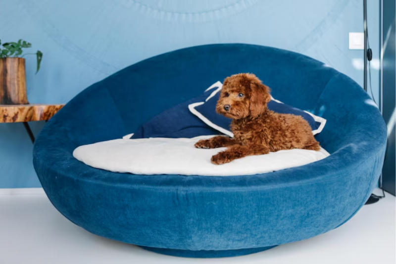 Cama Pet GG Ideal para o Descanso do Seu Melhor Amigo Cama Pet GG Ideal para o Descanso do Seu Melhor Amigo