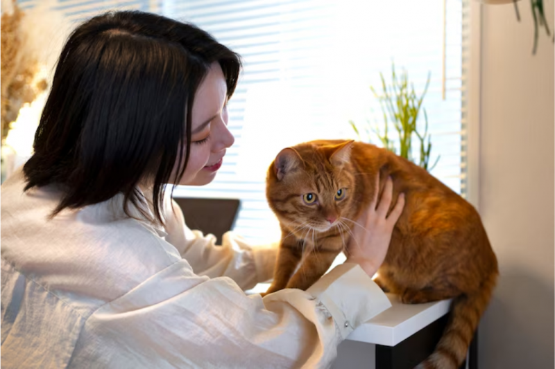Castração de Gato Fêmea: Benefícios e Importância para a Saúde Castração de Gato Fêmea: Benefícios e Importância para a Saúde