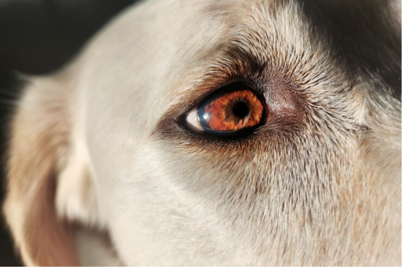 Catarata em Cachorros: O Que Saber Sobre a Cirurgia Catarata em Cachorros: O Que Saber Sobre a Cirurgia
