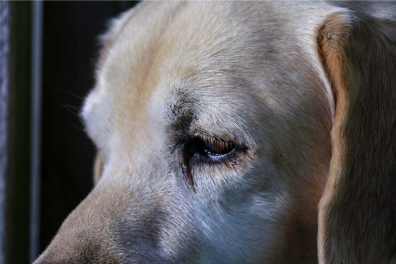 Cirurgia de Catarata em Cachorro: Tudo que Você Precisa Saber Cirurgia de Catarata em Cachorro: Tudo que Você Precisa Saber