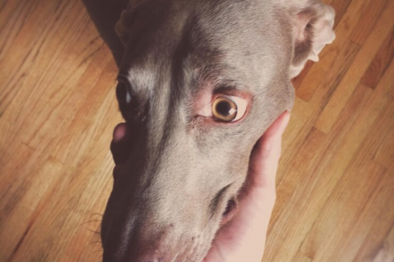 Cirurgia de Catarata em Cachorros: O Que Você Precisa Saber Cirurgia de Catarata em Cachorros: O Que Você Precisa Saber