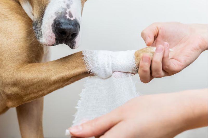 Cirurgia Patela em Cachorros: Tudo que Você Precisa Saber para Garantir a Saúde do Seu Pet Cirurgia Patela em Cachorros: Tudo que Você Precisa Saber para Garantir a Saúde do Seu Pet
