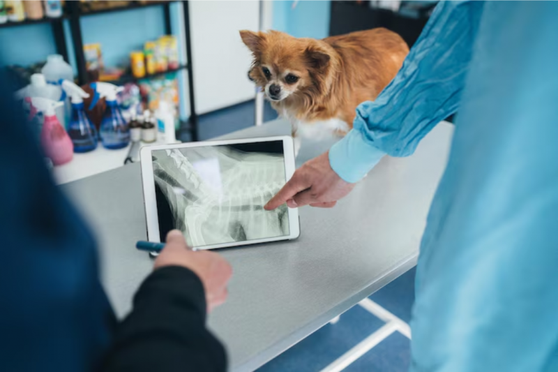 Clínica Castra Cão e Gato: Como Escolher o Melhor Serviço para Seu Pet Clínica Castra Cão e Gato: Como Escolher o Melhor Serviço para Seu Pet