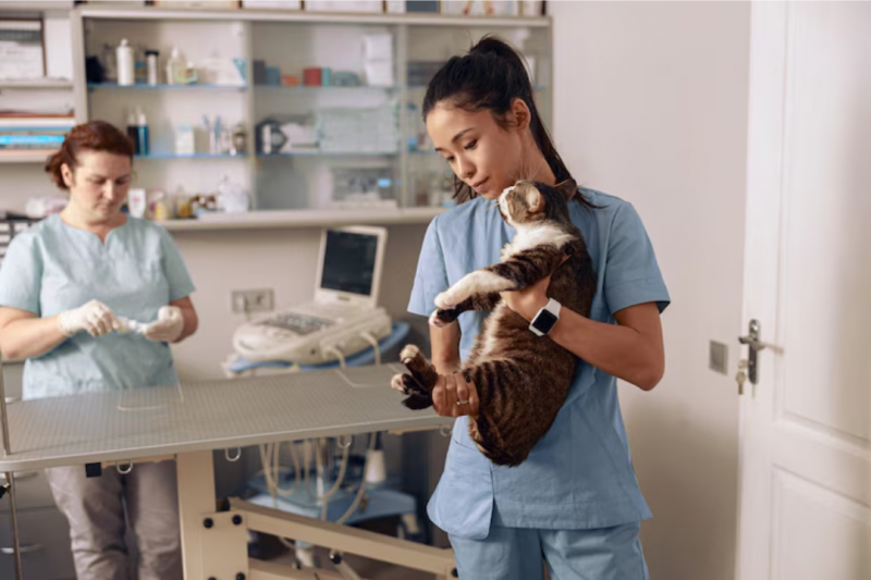Como Encontrar a Clínica Veterinária Mais Próxima de Você Como Encontrar a Clínica Veterinária Mais Próxima de Você