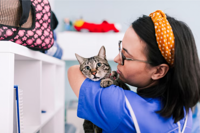 Como Escolher a Melhor Clínica Veterinária para Cães e Gatos Como Escolher a Melhor Clínica Veterinária para Cães e Gatos