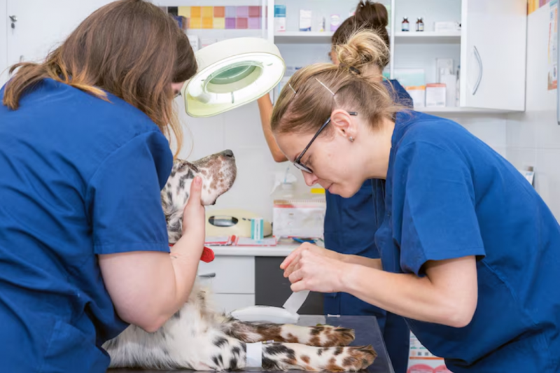 Encontre uma clínica veterinária perto de mim para cuidar do seu animal Encontre uma clínica veterinária perto de mim para cuidar do seu animal
