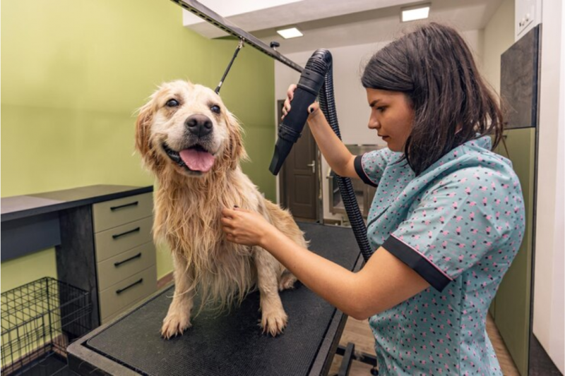 Serviço de Banho e Tosa: Como Escolher o Melhor para Seu Pet Serviço de Banho e Tosa: Como Escolher o Melhor para Seu Pet