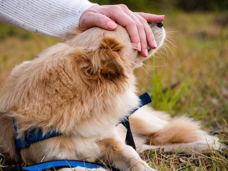 Como Escolher o Pet Shop Ideal para o Seu Melhor Amigo Peludo Como Escolher o Pet Shop Ideal para o Seu Melhor Amigo Peludo