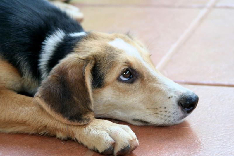 Cuidados Veterinários para Cães: Mantenha Seu Melhor Amigo Saudável Cuidados Veterinários para Cães: Mantenha Seu Melhor Amigo Saudável