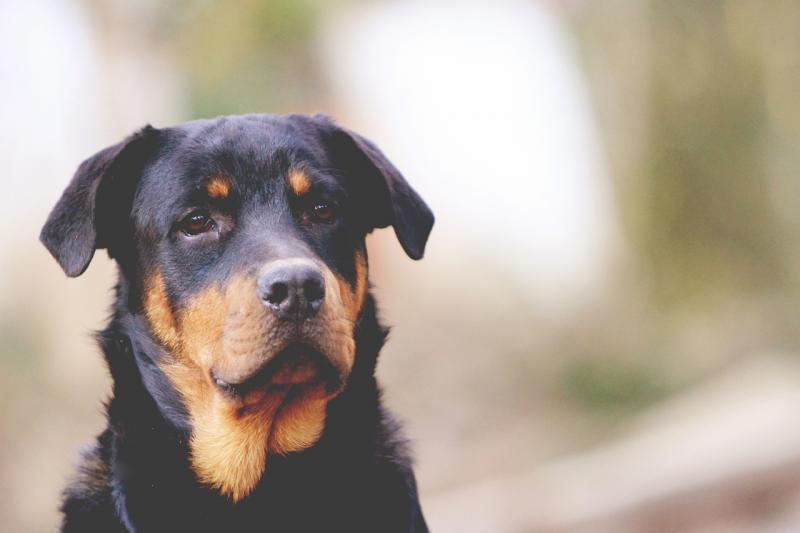 Encontrar a Clínica Veterinária Ideal para Seu Pet Mais Próxima de Você Encontrar a Clínica Veterinária Ideal para Seu Pet Mais Próxima de Você