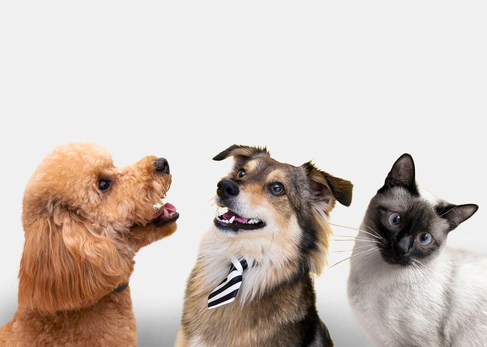 Pets