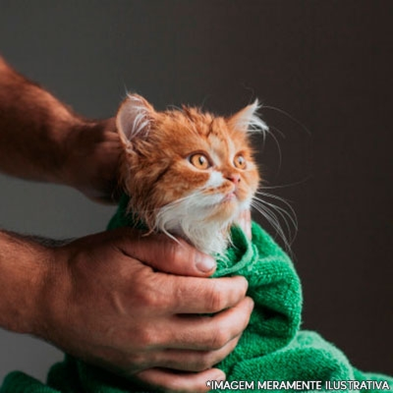Banho e Tosa para Gatos Ceilândia - Banho e Tosa Pet Shop
