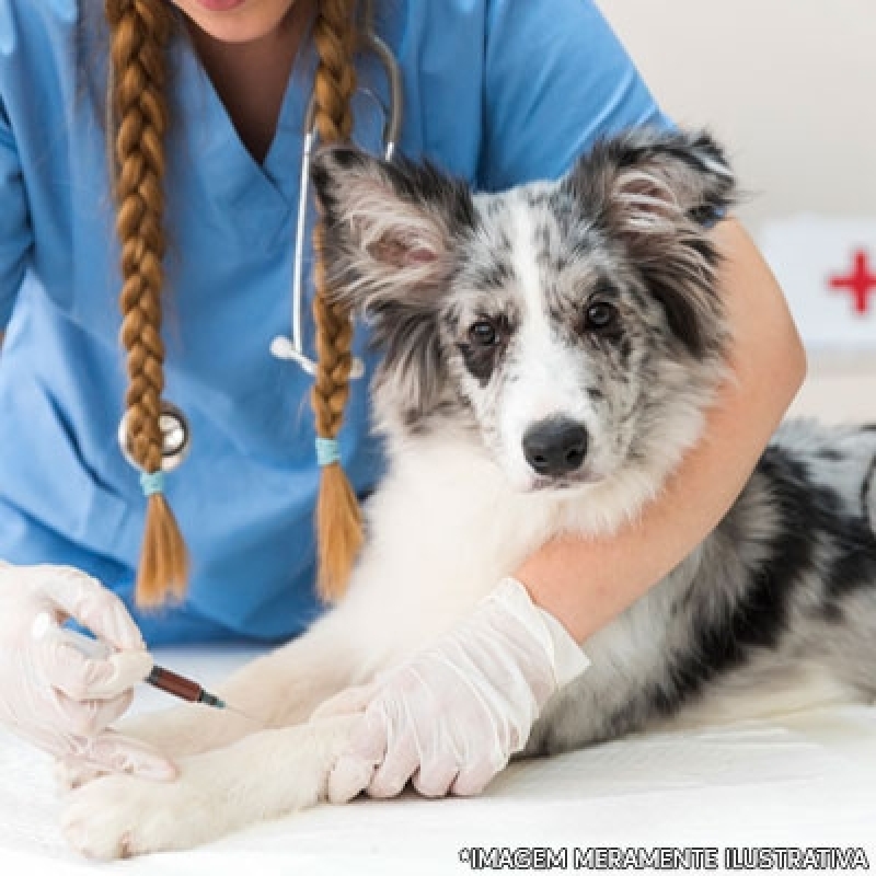 Cirurgia de Castração de Cachorro Brazlândia - Cirurgia de Catarata para Cachorro