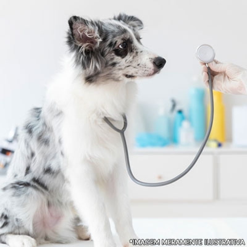Cirurgia em Cachorro Valor Planaltina - Cirurgia de Catarata para Cachorro