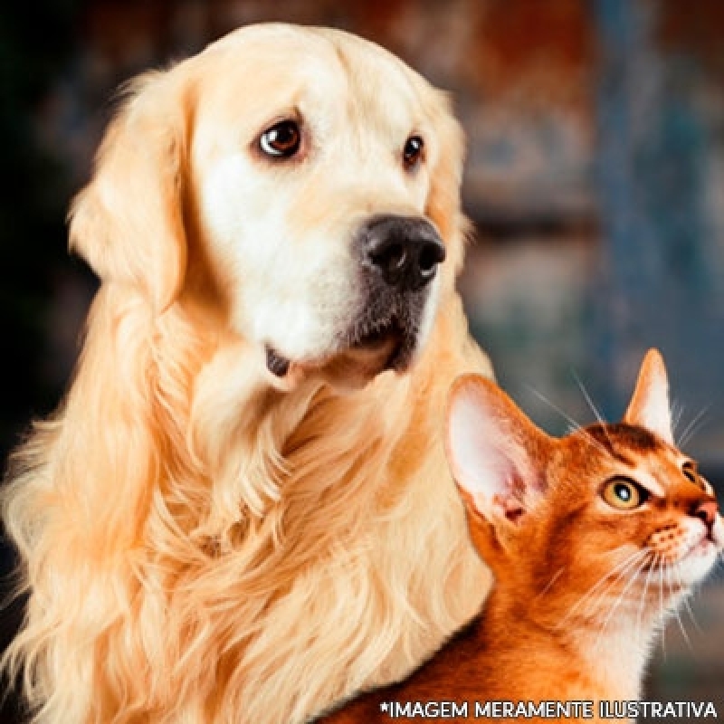 Clínica Castra Cão e Gato Plano Piloto - Castrar Gato Fêmea