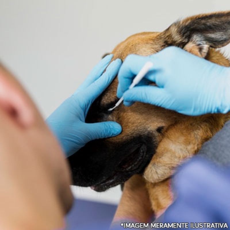 Clínica para Catarata Cachorro Cirurgia Recanto das Emas - Cirurgia de Catarata para Cachorro