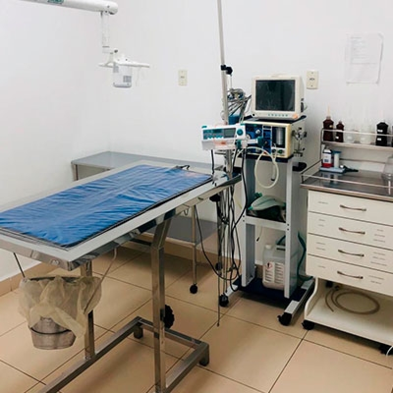 Clínica para Cirurgia de Castração de Cachorro Guará - Cirurgia em Cachorro