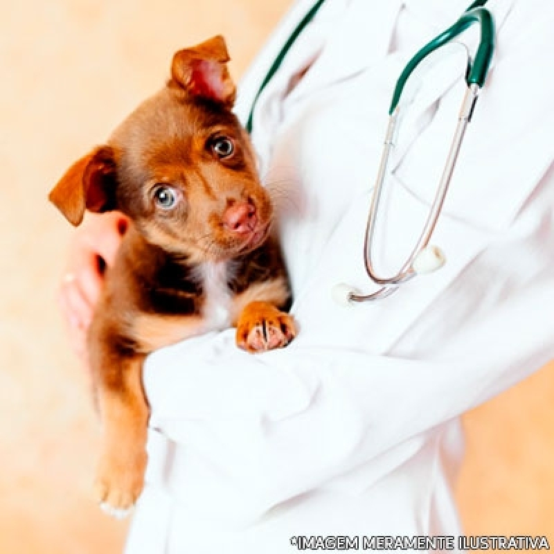 Clínica para Cirurgia de Catarata Cachorro Itapoã - Cirurgia Castração Cachorro
