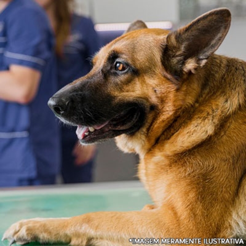 Clínica para Cirurgia Patela Cachorro Brazlândia - Cirurgia Cachorro Pata Quebrada
