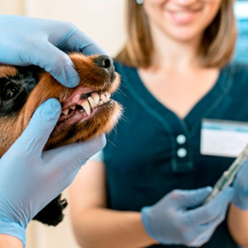 Clínica Veterinária para Limpeza de Tártaro Gama - Clínica Veterinária Cães e Gatos