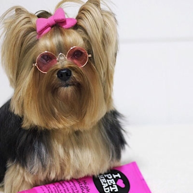 Endereço de Pet Shop Banho Águas Claras - Loja de Pet Shop