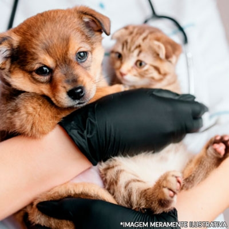 Onde Encontrar Clínica Veterinária para Cães Sobradinho - Clínica Veterinária Cães e Gatos