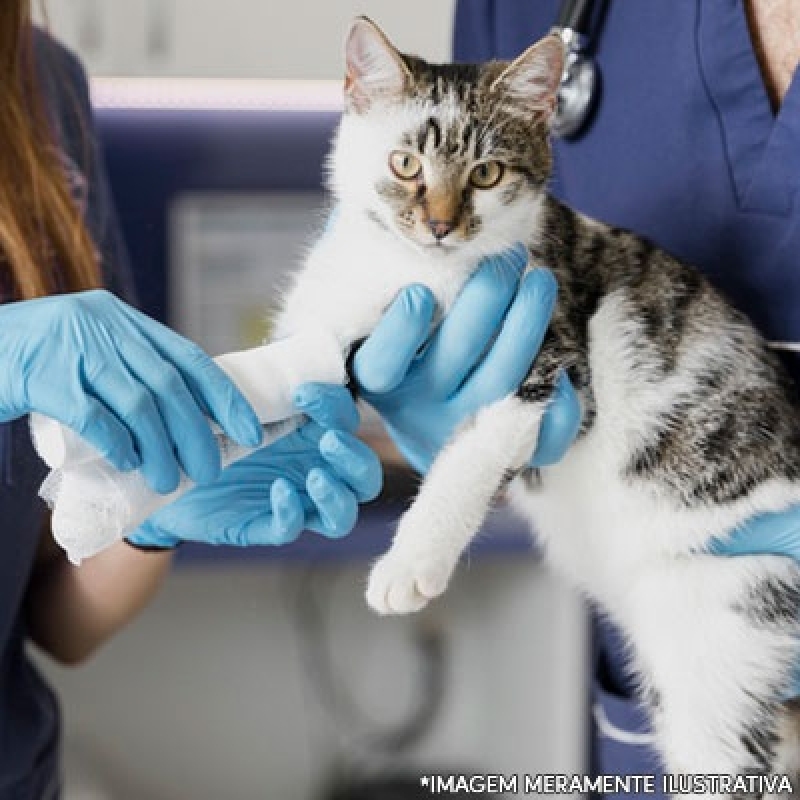 Onde Encontrar Clínica Veterinária para Gatos Sobradinho - Clínica Veterinária Cães e Gatos