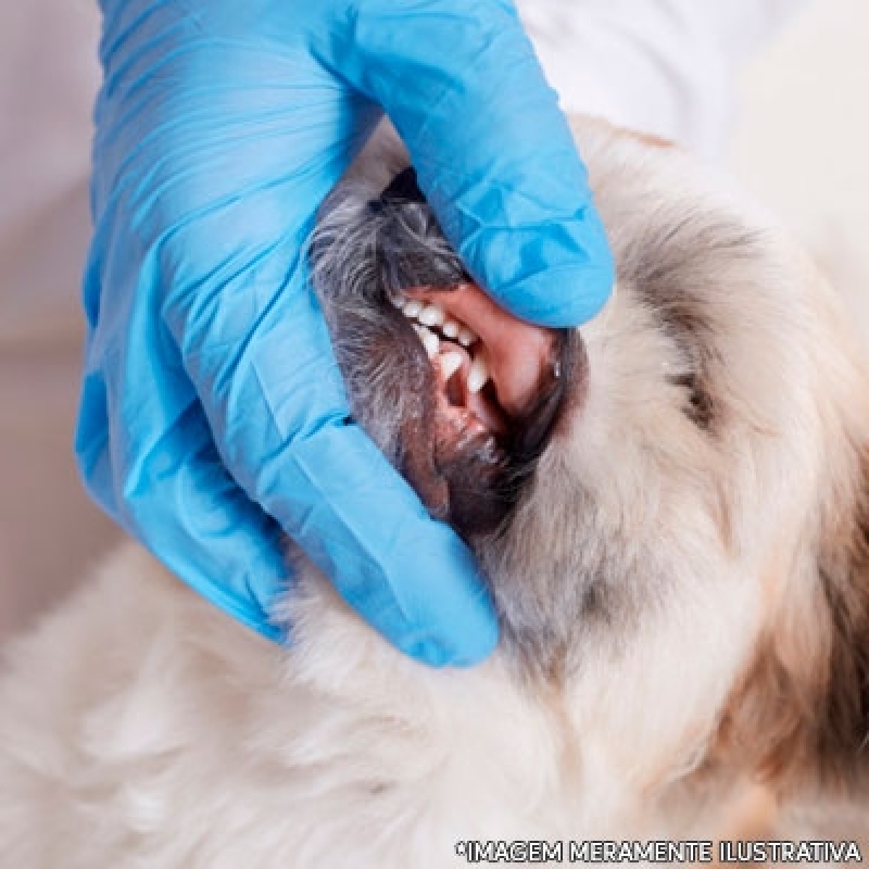Onde Encontrar Clínica Veterinária para Limpeza de Tártaro Recanto das Emas - Clínica Veterinária Cães e Gatos