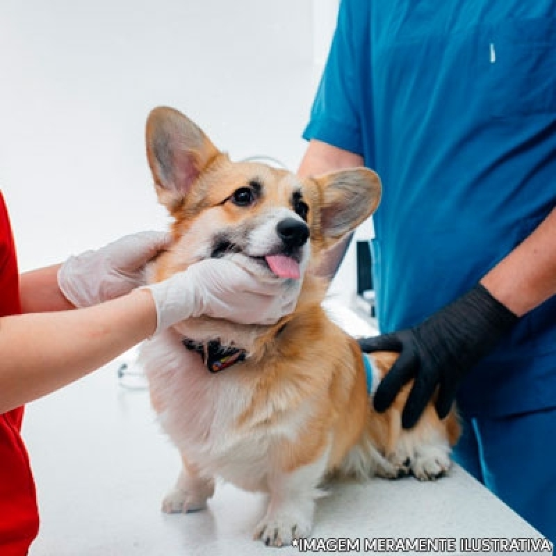 Onde Encontro Clínica Veterinária para Cães Taguatinga - Clínica Veterinária