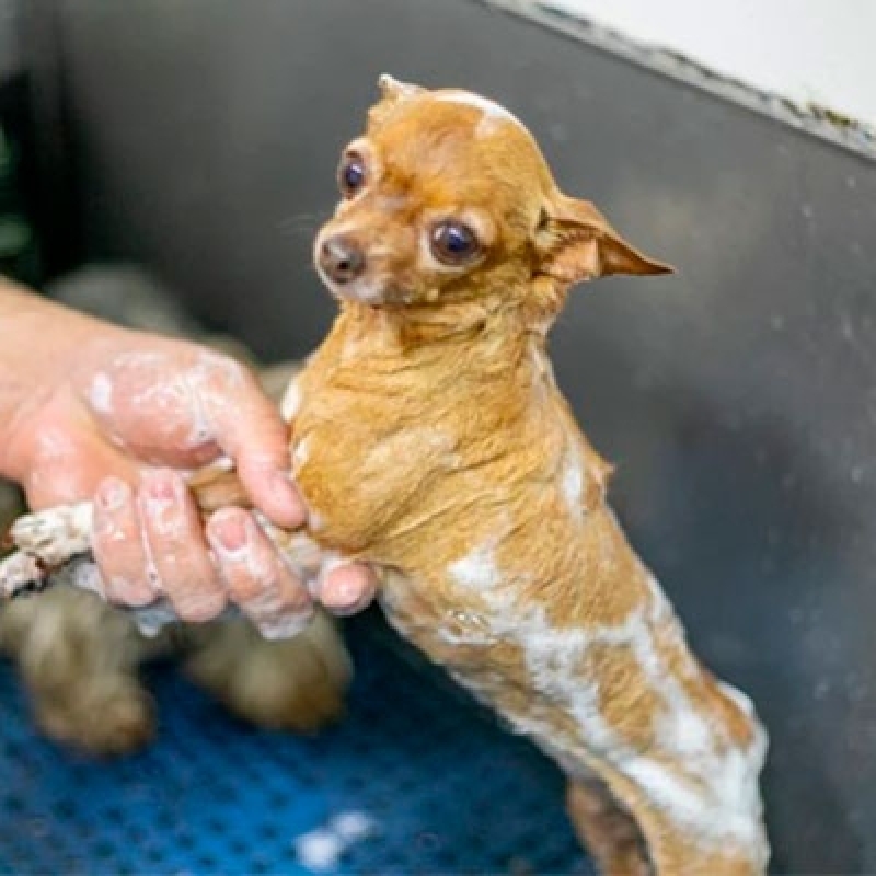 Pet Shop Tosa e Banho Águas Claras - Banho e Tosa com Hidratação