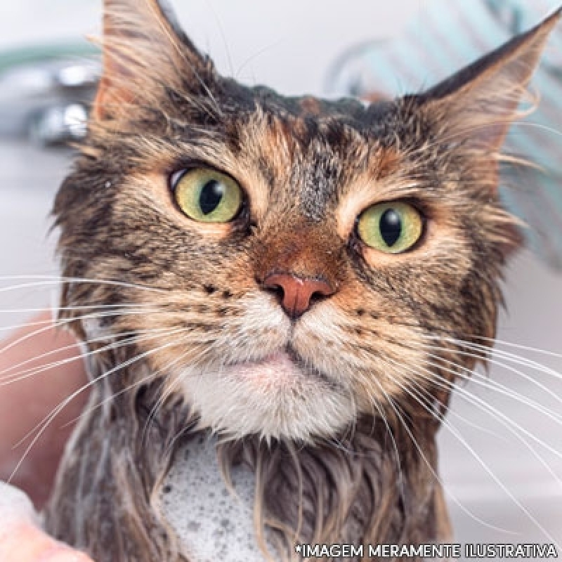 Banho e Tosa para Gato Agendar Cidade Dutra - Pet Shop Perto de