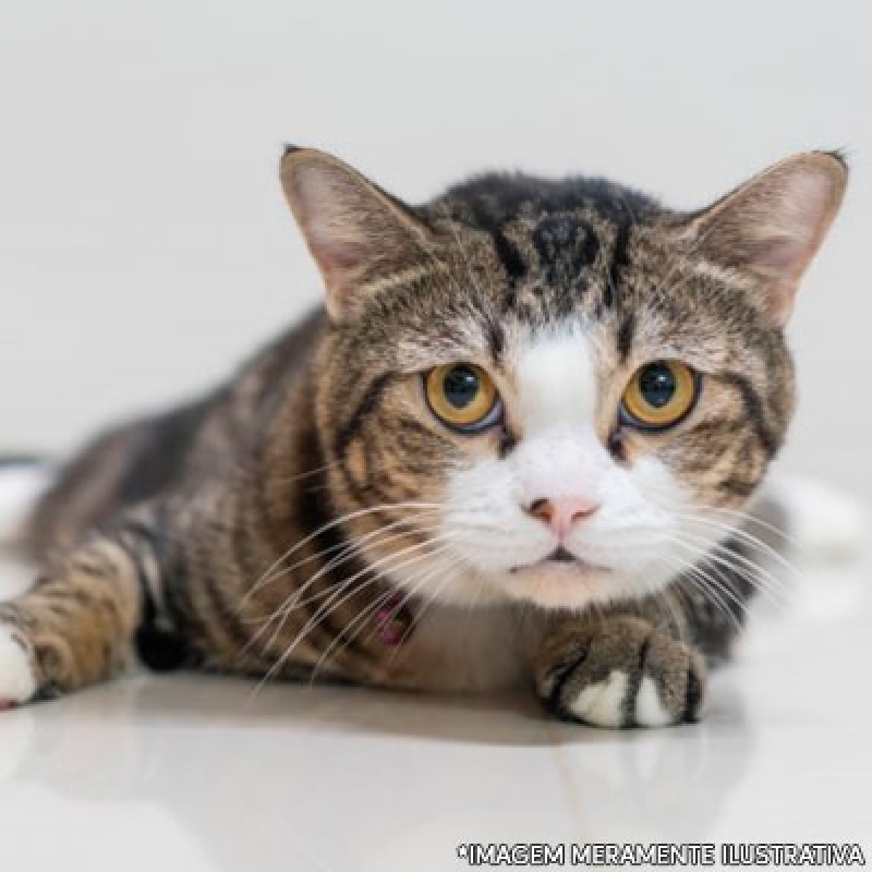 Qual o Valor da Castração de Gato Itapoã - Castração de Gato