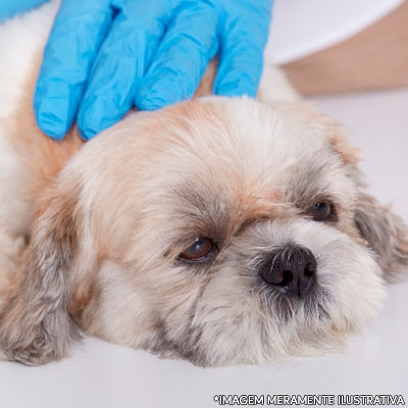 Quanto Custa Cirurgia de Cachorro Águas Claras - Cirurgia de Catarata para Cachorro