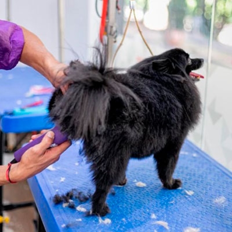 Serviço de Banho e Tosa com Hidratação Plano Piloto - Banho e Tosa Pet Shop