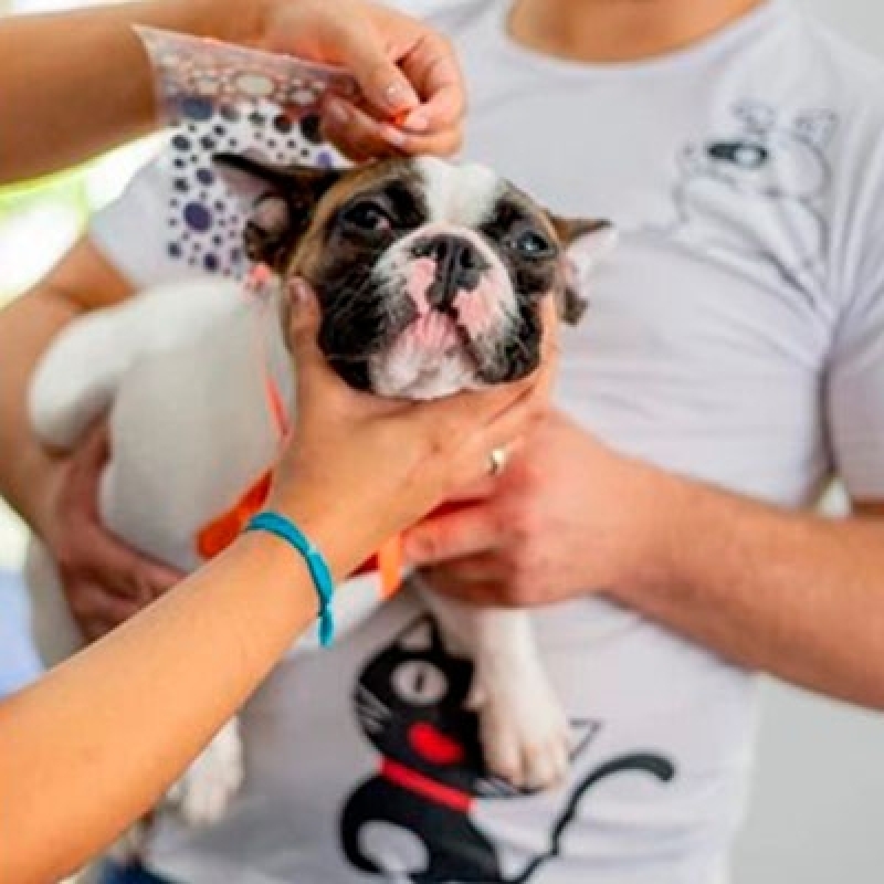 Serviço de Banho e Tosa Delivery Planaltina - Banho e Tosa para Gatos