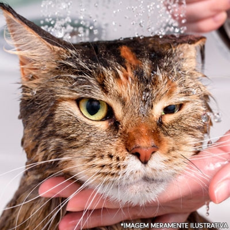 Serviço de Banho e Tosa Gato Cruzeiro Velho - Banho e Tosa para Gatos