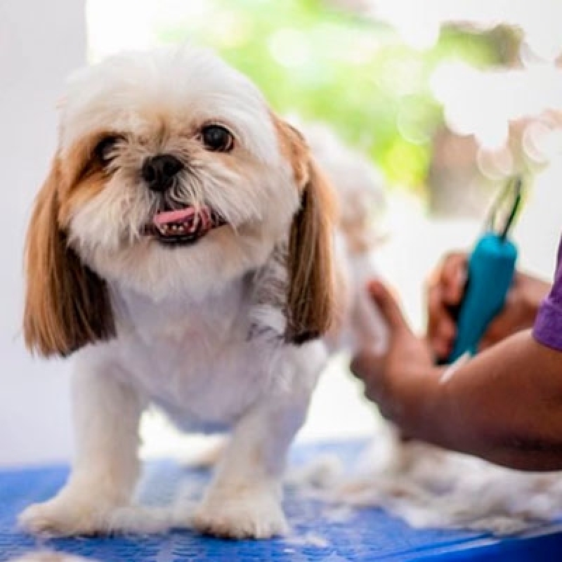 Serviço de Pet Shop Tosa e Banho Brazlândia - Banho e Tosa Pet