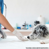 cirurgia castração cachorro Brazlândia
