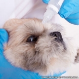 cirurgia de catarata em cachorro Asa Sul