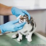 clínica veterinária para gatos