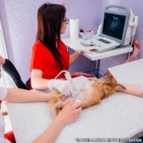 clínica veterinária ultrassom