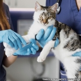 onde encontrar clínica veterinária para gatos Cruzeiro Velho