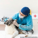onde encontro clínica veterinária cães e gatos Recanto das Emas