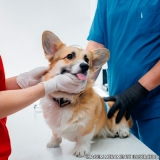 onde encontro clínica veterinária para cães Planaltina